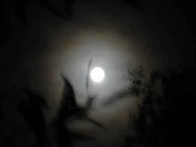 Leider zeigt ihr Browser die Natur nicht